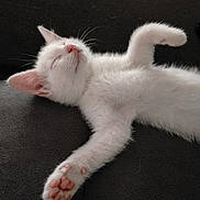 Nelly Et Nougat a rejoint le concours — aidez-le/la à gagner de superbes lots ! cat, kitten, sleeping, white_fur, pink_nose, pink_paw_pads, pet, animal, cute, relaxation, fluffy, paw, whiskers, indoors, closeup, resting, soft, feline, adorable, peaceful