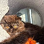 cat, cat_tunnel, close_up, cozy, feline, fluffy, fur, indoor, long_hair, lounging, mammal, nose, orange_eyes, pet, plush, portrait, resting, sunlight, toy, whiskers
