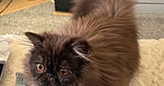 Otis joined the competition — help win amazing prizes! animal, blanket, brown, carpet, cat, closeup, cozy, curious, cute, domestic, eyes, floor, fluffy, fridge, fur, furniture, indoor, pet, shelf, socks
