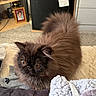 animal, blanket, brown, carpet, cat, closeup, cozy, curious, cute, domestic, eyes, floor, fluffy, fridge, fur, furniture, indoor, pet, shelf, socks