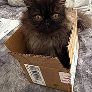 Otis is registered to the contest to win money with this photo: animal, black, blanket, box, brown, cardboard_box, cat, cozy, curious, cute, domestic, feline, fluffy, fur, indoor, pet, resting, small, soft, wide_eyes
