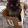 animal, black, blanket, box, brown, cardboard_box, cat, cozy, curious, cute, domestic, feline, fluffy, fur, indoor, pet, resting, small, soft, wide_eyes