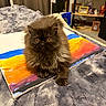Otis joined the competition — help win amazing prizes! art, blanket, brown_cat, canvas, cat, colorful, cozy, curious_eyes, cute, feline, fluffy, framed_photo, home_decor, indoor, living_room, painting, pet, shelf, sitting, television