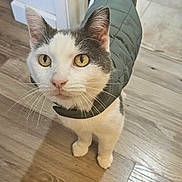 Moo joined the competition — help win amazing prizes! cat, pet, indoor, wooden_floor, jacket, clothing, curious, looking_up, animal, feline, domestic, whiskers, ears, tail, flooring, doorway, home, cute, portrait, standing