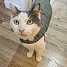cat, pet, indoor, wooden_floor, jacket, clothing, curious, looking_up, animal, feline, domestic, whiskers, ears, tail, flooring, doorway, home, cute, portrait, standing