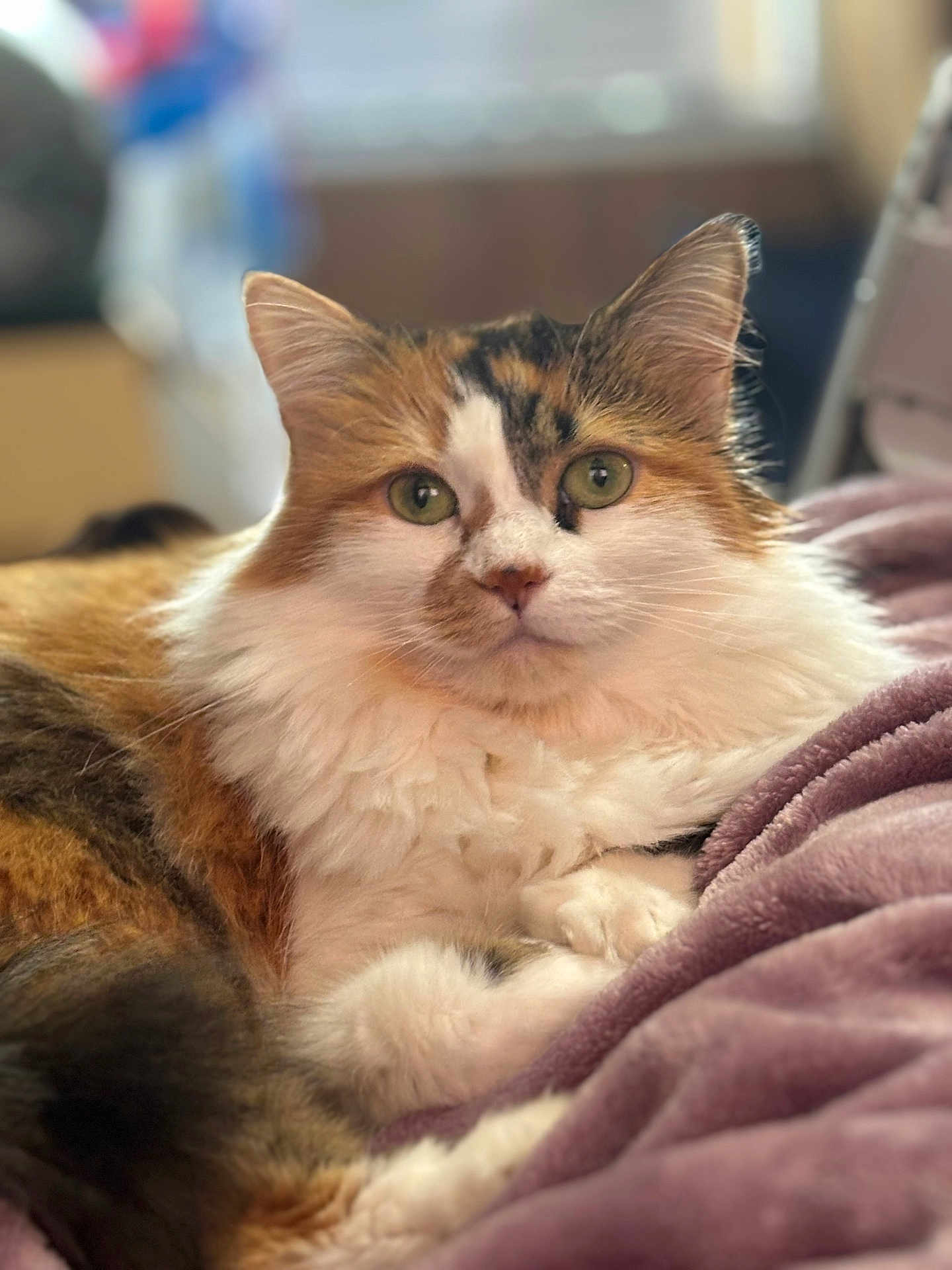 Luna Noodles