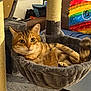 cat, tabby_cat, orange_tabby, pet, feline, cat_tree, hammock, scratching_post, cozy, indoor, living_room, sofa, blanket, colorful_blanket, wide_eyes, whiskers, fur, relaxed, portrait, furniture