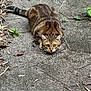 cat, tabby_cat, crouching, green_eyes, whiskers, tail, concrete, leaves, outdoors, nature, stare, alert, fur, paws, pavement, texture, close_up, pet, feline, garden