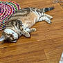 cat, tabby_cat, sleeping, lying_down, hardwood_floor, colorful_rug, indoor, pet, whiskers, paws, tail, cozy, cute, relaxed, fur, domestic_animal, home_interior, floorboards, napping, rounded_body