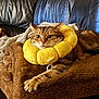 cat, tabby_cat, pet, couch, blanket, plush, collar, yellow, donut_collar, paw, whiskers, eyes, indoor, cozy, fur, sofa, resting, relaxed, home, closeup