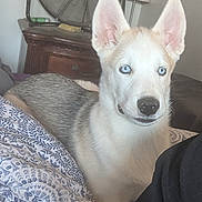 Koda joined the competition — help win amazing prizes! dog, husky, puppy, blue_eyes, bed, blanket, fan, furniture, indoor, pet, animal, canine, resting, cute, ears, snout, fur, domestic_animal, young, cozy
