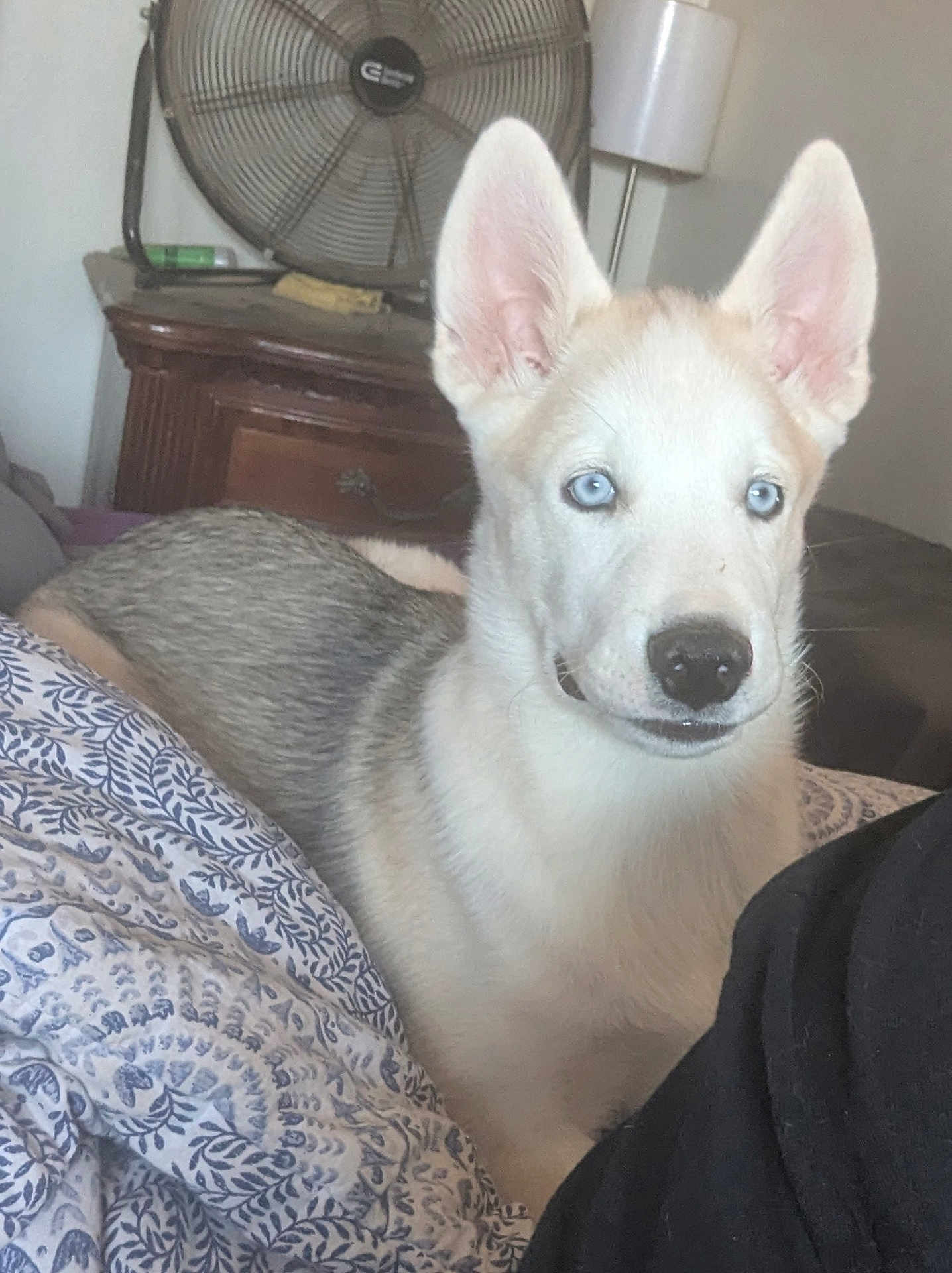 Koda joined the competition — help win amazing prizes! dog, husky, puppy, blue_eyes, bed, blanket, fan, furniture, indoor, pet, animal, canine, resting, cute, ears, snout, fur, domestic_animal, young, cozy