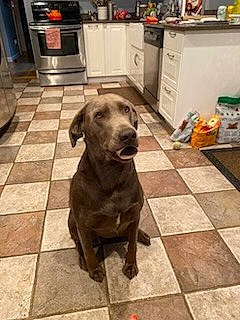 Huckleberry is registered to the contest to win money with this photo: cabinetry, carnivore, companion_dog, countertop, cupboard, dog, dog_breed, drawer, floor, flooring, gun_dog, hardwood, kitchen, kitchen_appliance, liver, snout, sporting_group, tail, wood, working_animal