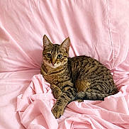 Maizie is registered to the contest to win money with this photo: animal, cat, cozy, curious, cute, domestic, ears, eyes, feline, fur, indoor, mammal, pet, pink_blanket, relaxed, resting, sleepy, soft, tabby, whiskers
