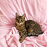 animal, cat, cozy, curious, cute, domestic, ears, eyes, feline, fur, indoor, mammal, pet, pink_blanket, relaxed, resting, sleepy, soft, tabby, whiskers