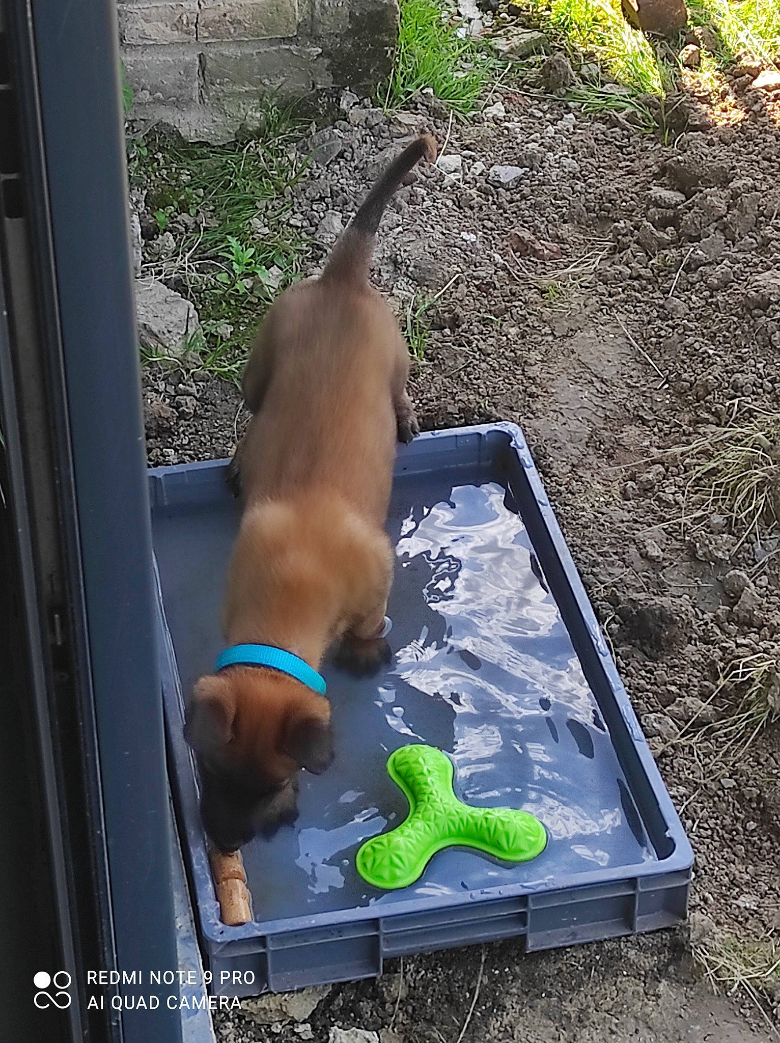 Speed participe au concours pour gagner de l'argent avec cette photo : canidae, carnivore, companion_dog, dog, dog_breed, dog_supply, fawn, grass, liver, non_sporting_group, pet_supply, plant, soil, sporting_group, tail, toy, working_animal