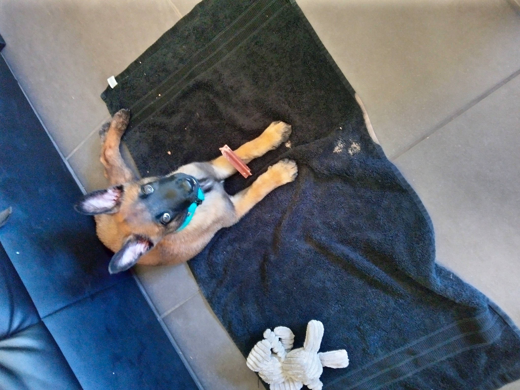 Speed a rejoint le concours — aidez-le/la à gagner de superbes lots ! button, comfort, denim, doll, electric_blue, fashion_accessory, human_leg, jewellery, knee, lap, linens, nail, plastic, sleeve, sportswear, stuffed_toy, textile, thigh, toy, wrist