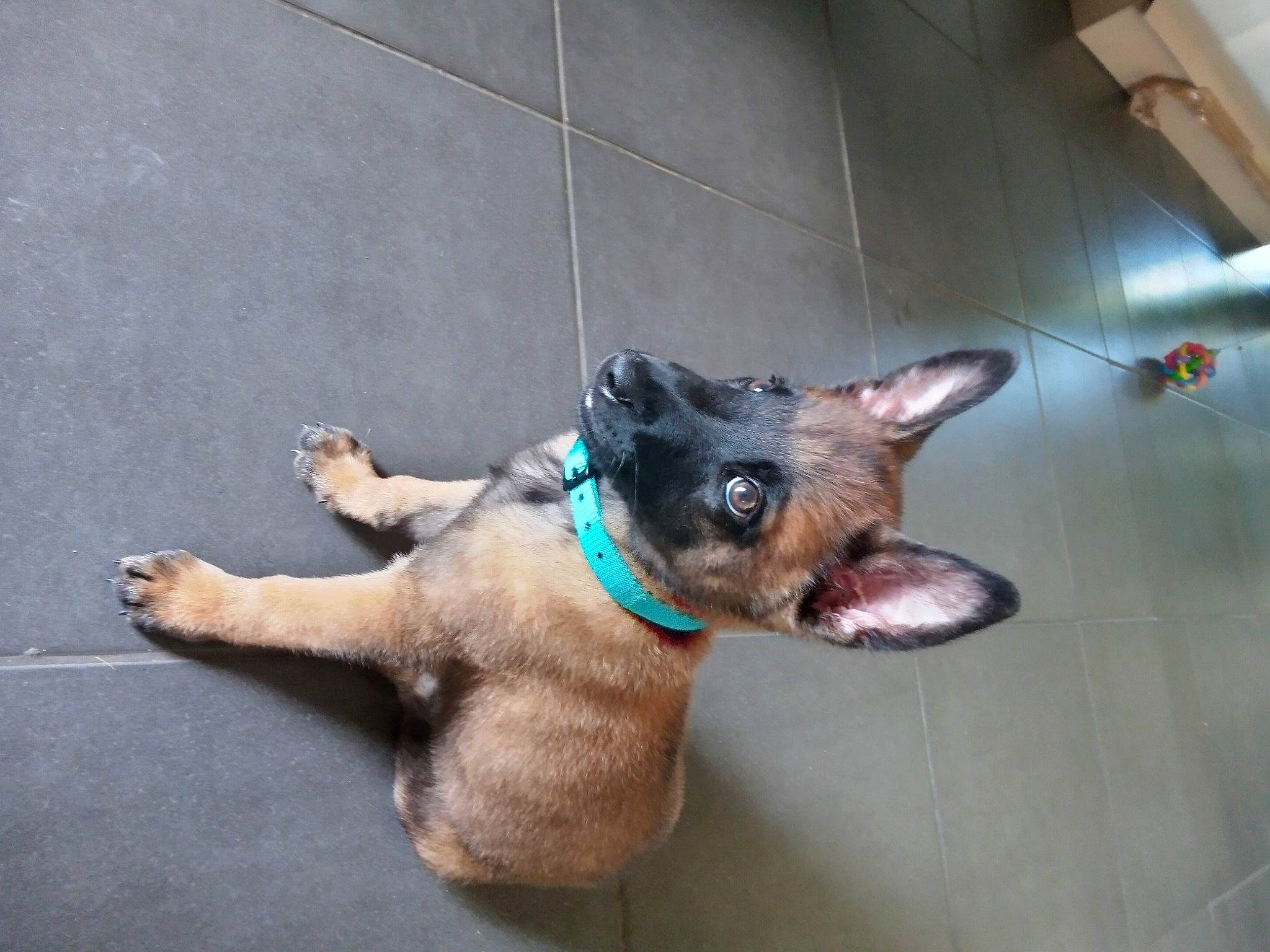 Speed a rejoint le concours — aidez-le/la à gagner de superbes lots ! canidae, carnivore, collar, companion_dog, dog, dog_breed, dog_collar, dog_supply, ear, fawn, flooring, leash, liver, paw, pet_supply, snout, sporting_group, tail, whiskers, working_animal