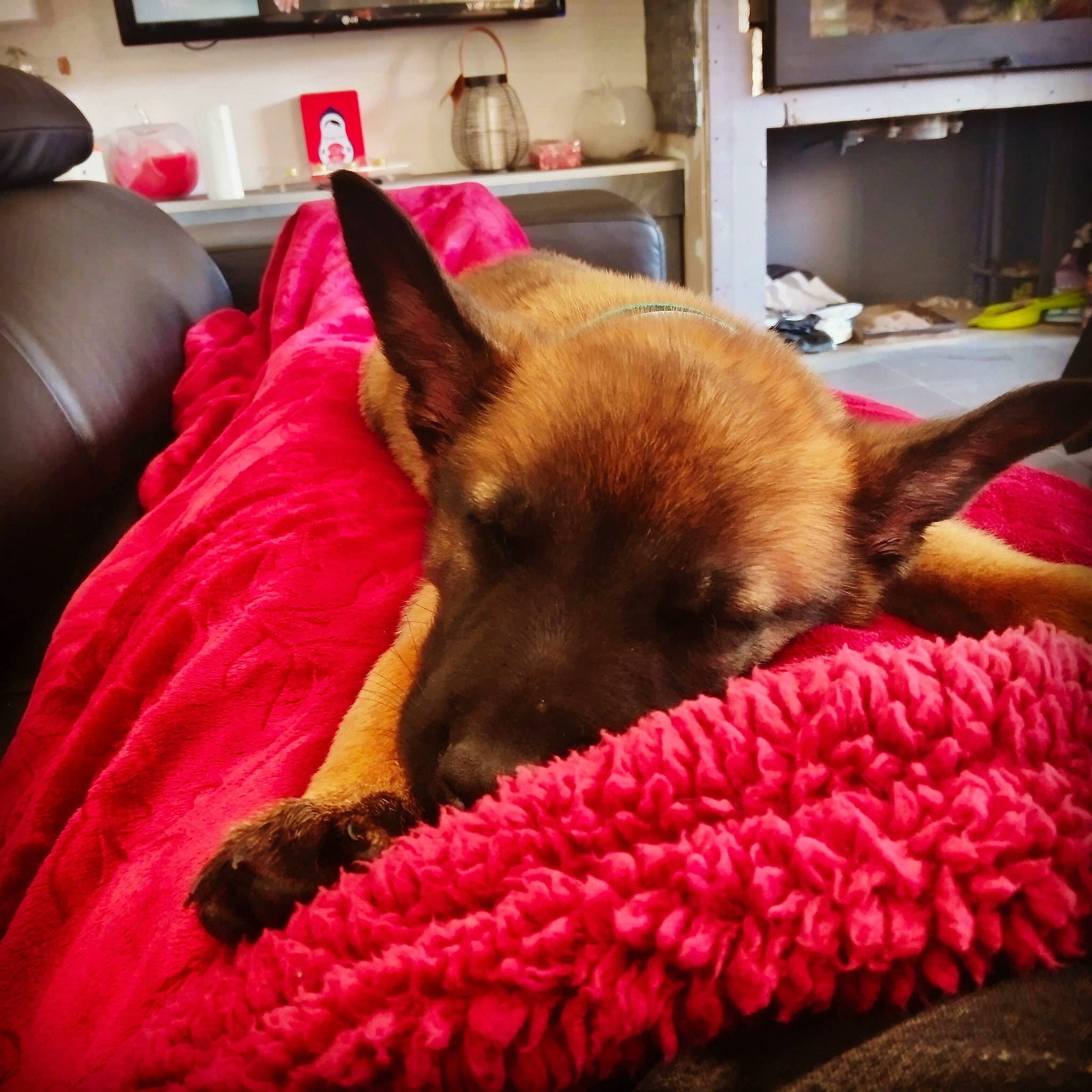 Speed participe au concours pour gagner de l'argent avec cette photo : bedding, canidae, carnivore, comfort, companion_dog, couch, dog, dog_breed, fawn, felidae, flooring, fur, linens, magenta, nap, picture_frame, room, snout, sporting_group, whiskers