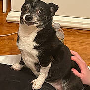Eddie is registered to the contest to win money with this photo: dog, small_dog, black_and_white, pet, indoor, wooden_floor, hand, bag, furniture, curious, sitting, floor, white_furniture, paw, canine, domestic_animal, companion, animal, close_up, cute