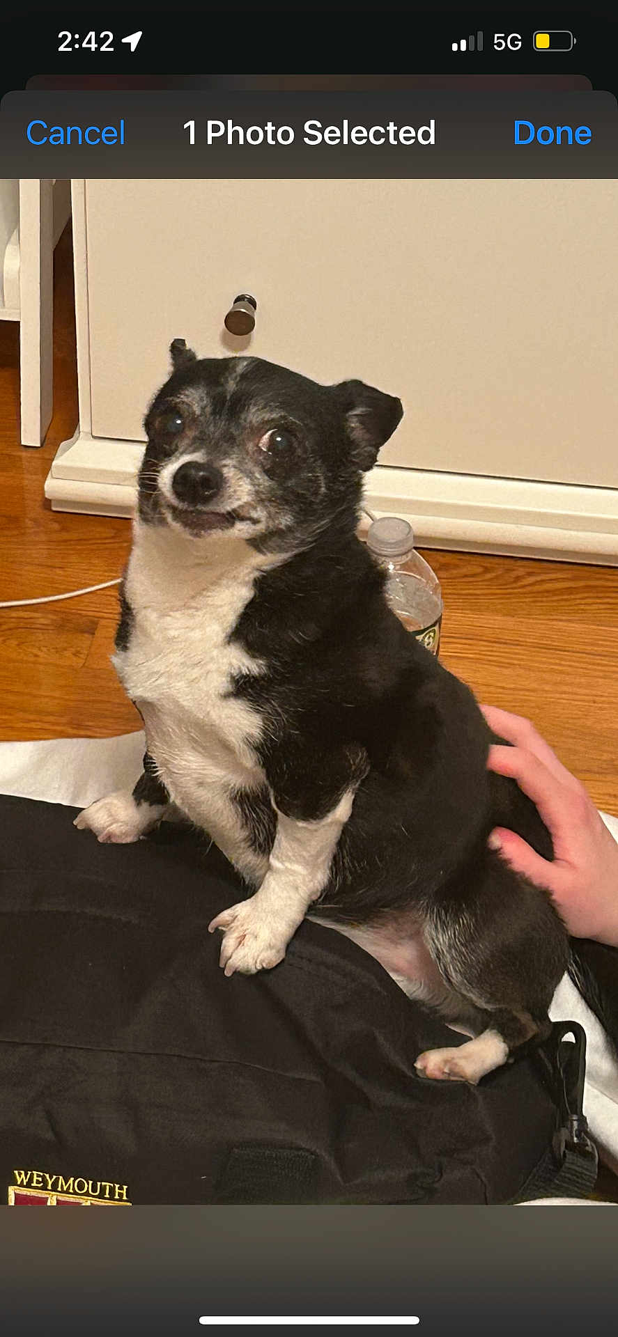 Eddie is registered to the contest to win money with this photo: dog, small_dog, black_and_white, pet, indoor, wooden_floor, hand, bag, furniture, curious, sitting, floor, white_furniture, paw, canine, domestic_animal, companion, animal, close_up, cute