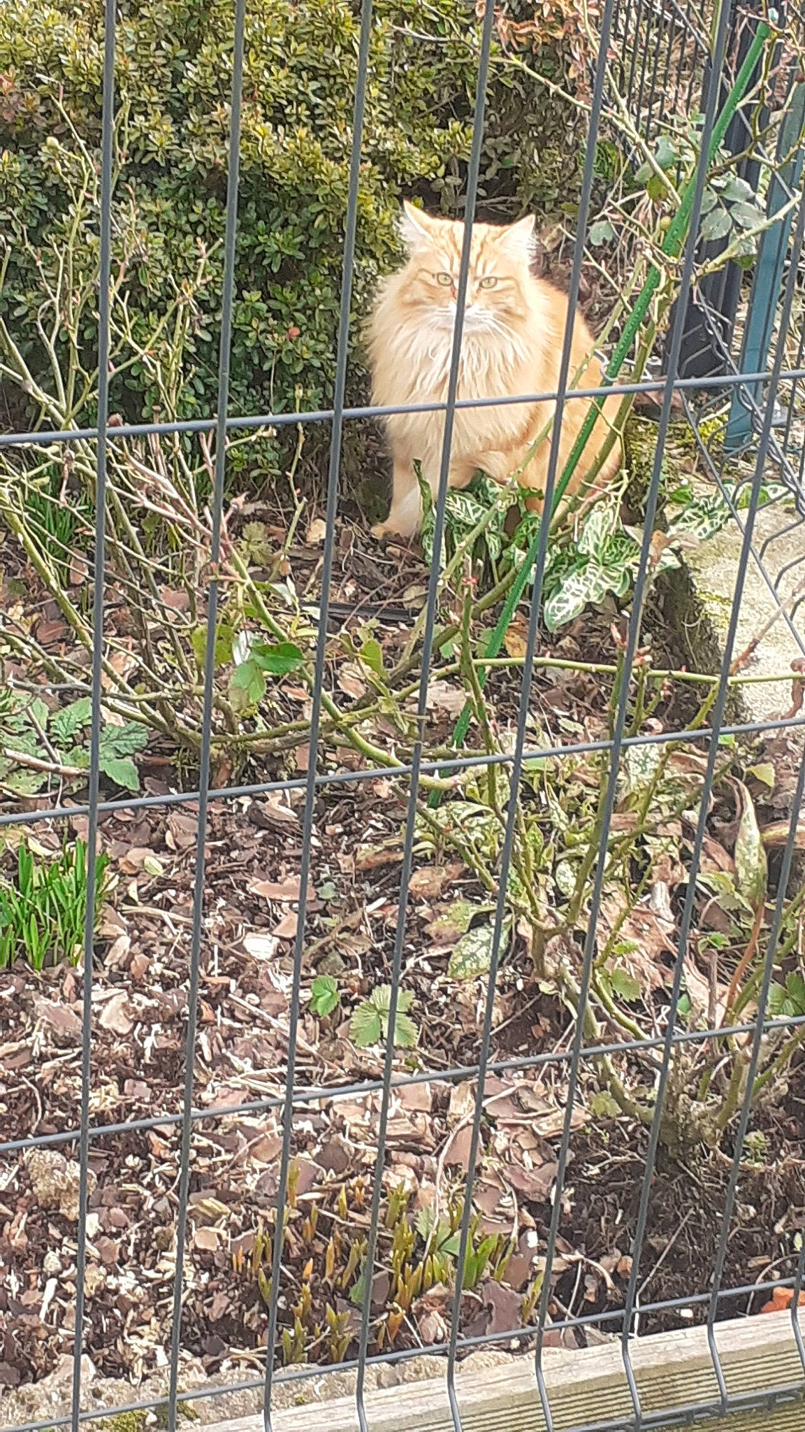 Bibiche participe au concours pour gagner de l'argent avec cette photo : canidae, fawn, grass, plant, plant_community, pomeranian, spitz, zoo