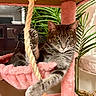 Sullivan joined the competition — help win amazing prizes! cat, tabby_cat, pet, feline, animal, gray_fur, striped_fur, yellow_eyes, raised_paw, stretching, sitting, cat_tree, scratching_post, pink_fabric, rope, houseplant, indoor, home, portrait, cute