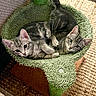 cats, kittens, two_cats, tabby, striped_fur, green_cat_tree, pet, animal, cute, playful, cuddling, wrestling, ears, whiskers, bright_eyes, indoor, cat_furniture, carpet, portrait, closeup