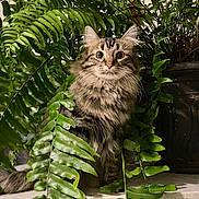 Luna joined the competition — help win amazing prizes! cat, tabby, fluffy, long_hair, fur, whiskers, greenery, fern, houseplants, potted_plant, indoor, portrait, sitting, alert, wide_eyes, ears, tail, natural_light, foliage, jungle
