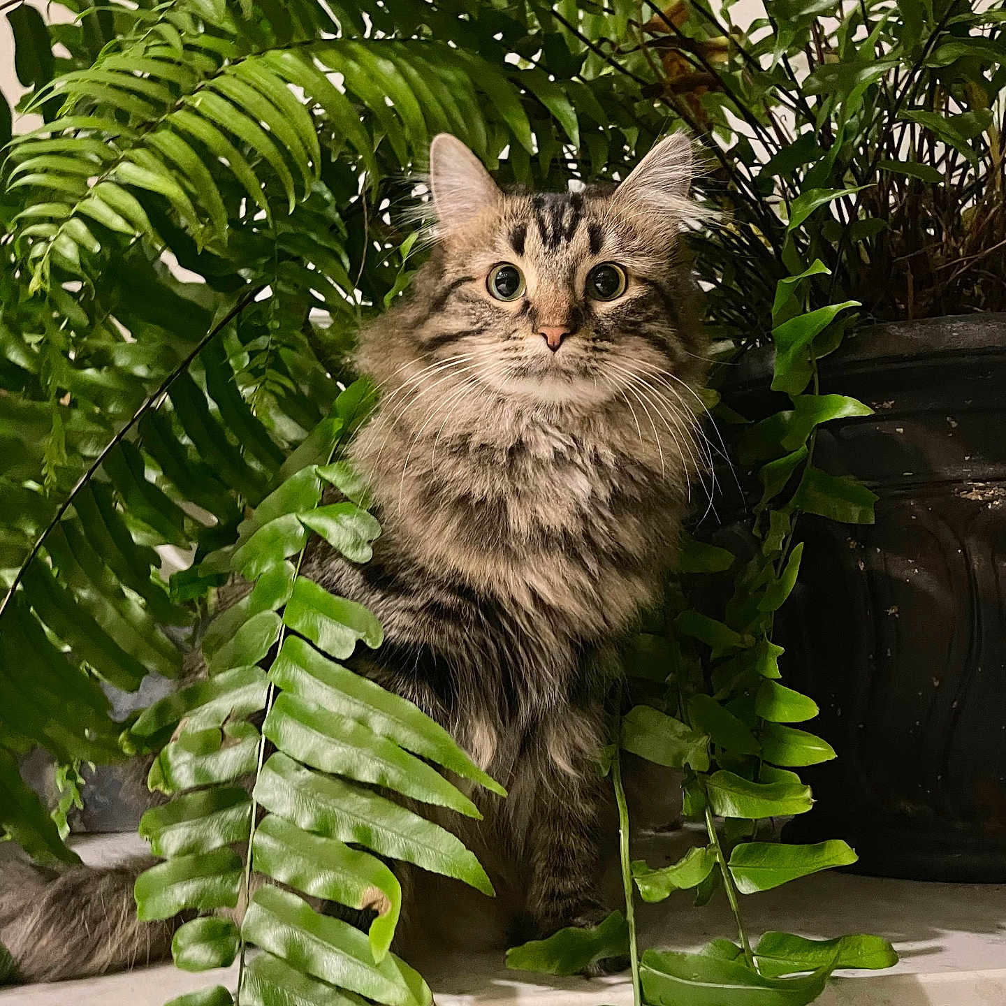 Luna