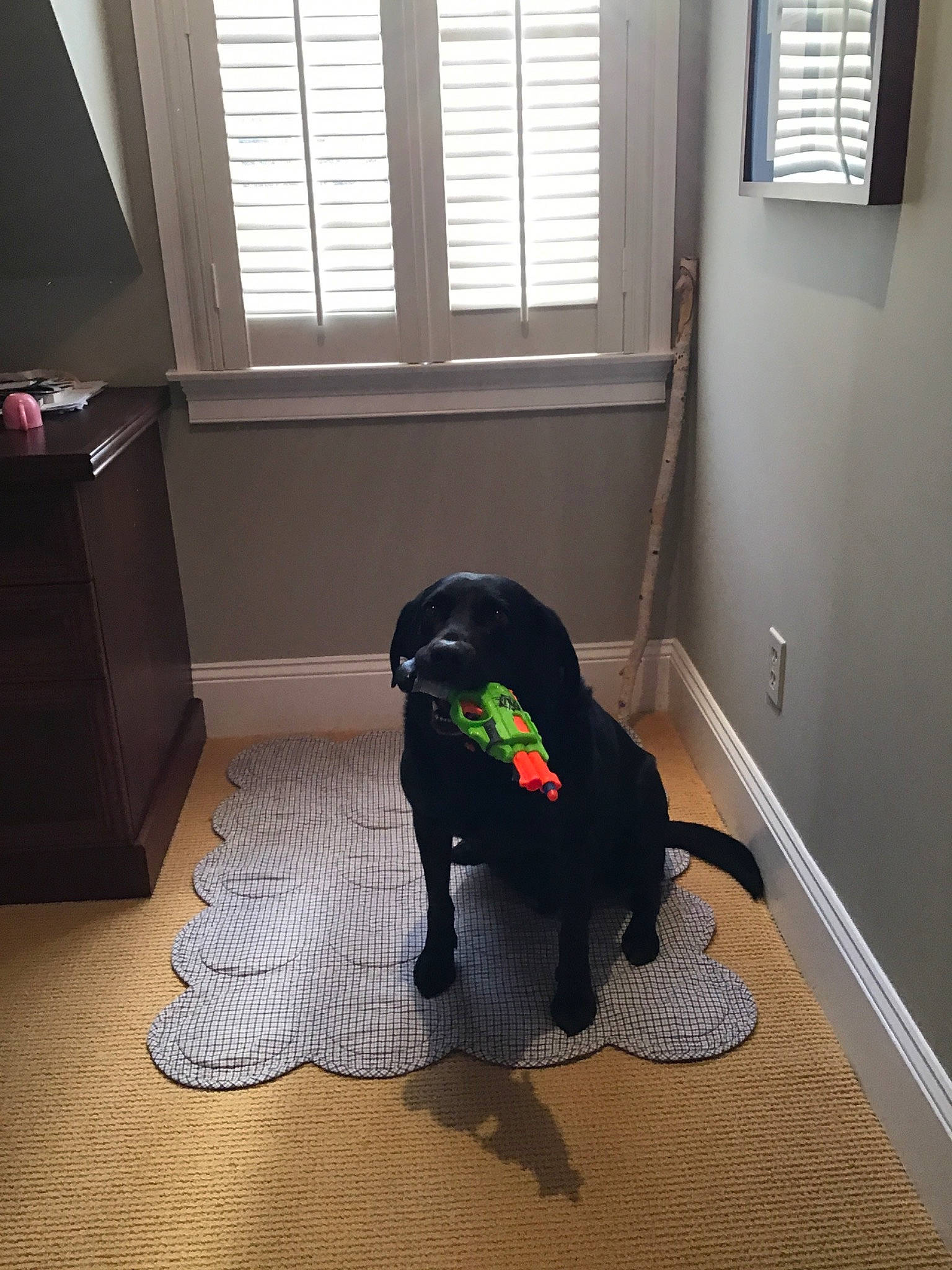 Raven joined the competition — help win amazing prizes! canidae, companion_dog, floor, flooring, hardwood, home, house, interior_design, laminate_flooring, room, sporting_group, wood