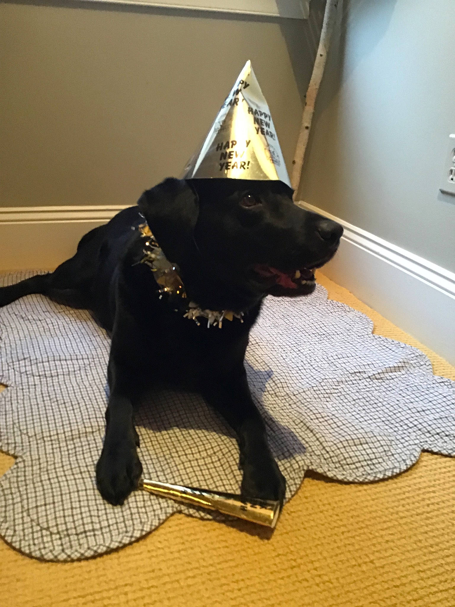 Raven joined the competition — help win amazing prizes! black, borador, canidae, carnivore, dog, dog_breed, dog_collar, flat_coated_retriever, labrador_retriever, snout, sporting_group