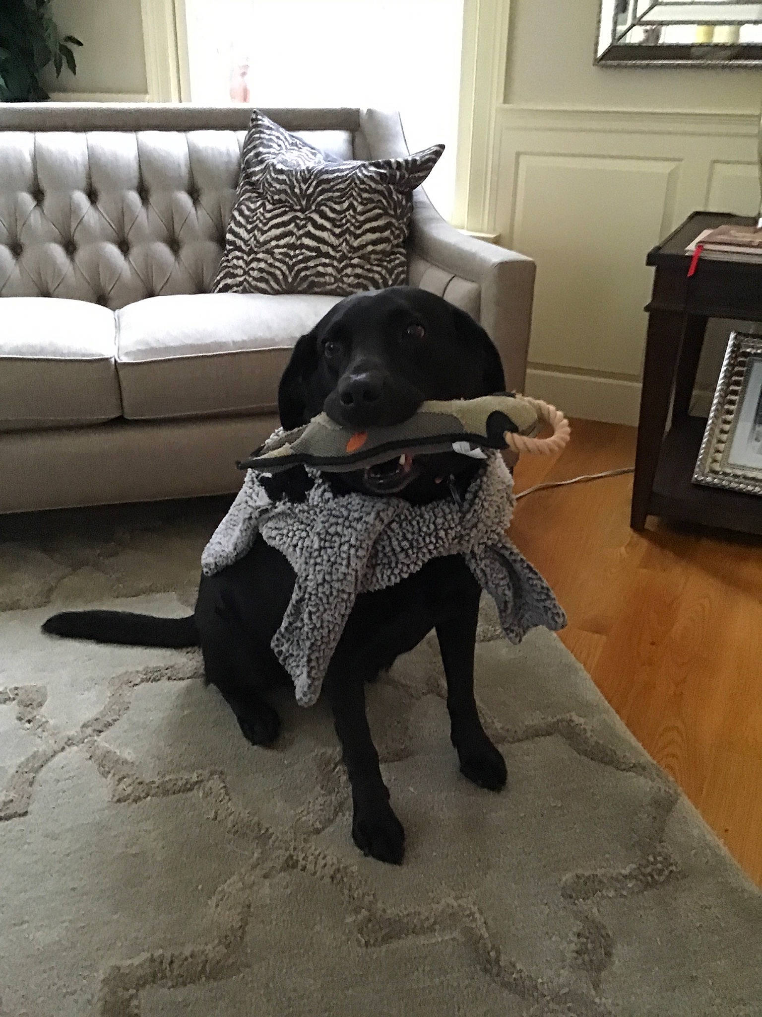 Raven is registered to the contest to win money with this photo: borador, canidae, carnivore, companion_dog, dog, dog_breed, floor, flooring, fur, hardwood, labrador_retriever, patterdale_terrier, sporting_group, table, tail