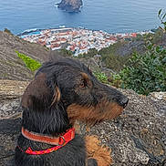 Denise participe au concours pour gagner de l'argent avec cette photo : dog, collar, rock, ocean, island, town, buildings, coast, cliff, nature, outdoor, landscape, animal, pet, fur, snout, greenery, sky, water, view