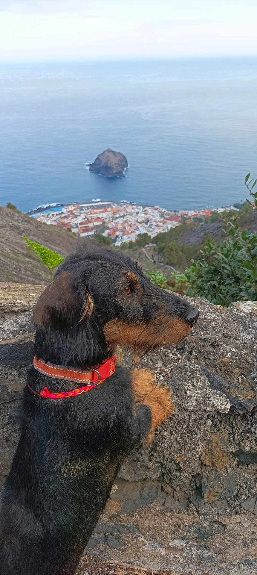 Denise participe au concours pour gagner de l'argent avec cette photo : dog, collar, rock, ocean, island, town, buildings, coast, cliff, nature, outdoor, landscape, animal, pet, fur, snout, greenery, sky, water, view
