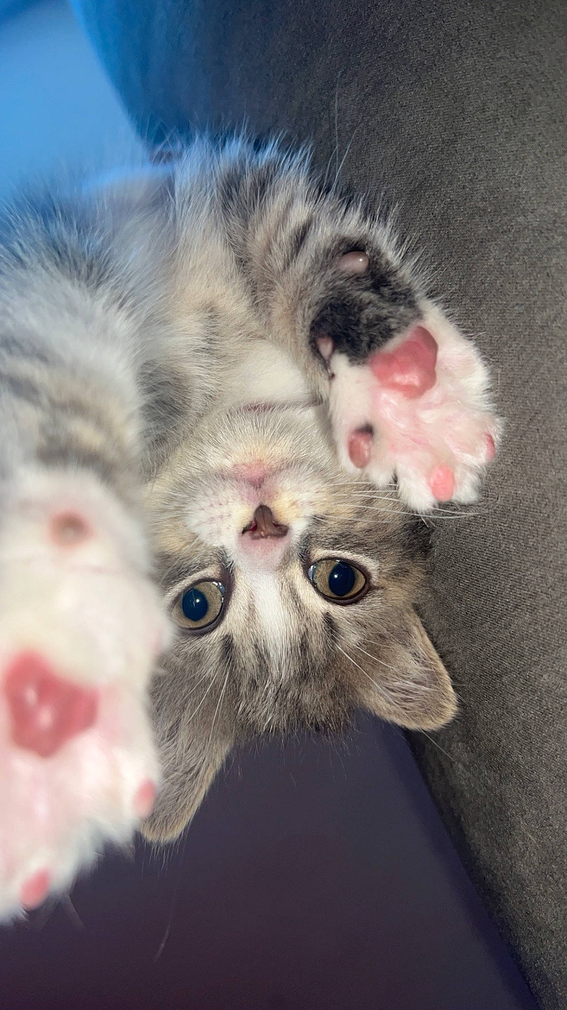 Isabella is registered to the contest to win money with this photo: carnivore, cat, claw, domestic_short_haired_cat, eye, fawn, felidae, fur, moustache, paw, photo_caption, plant, small_to_medium_sized_cats, tail, terrestrial_animal, whiskers