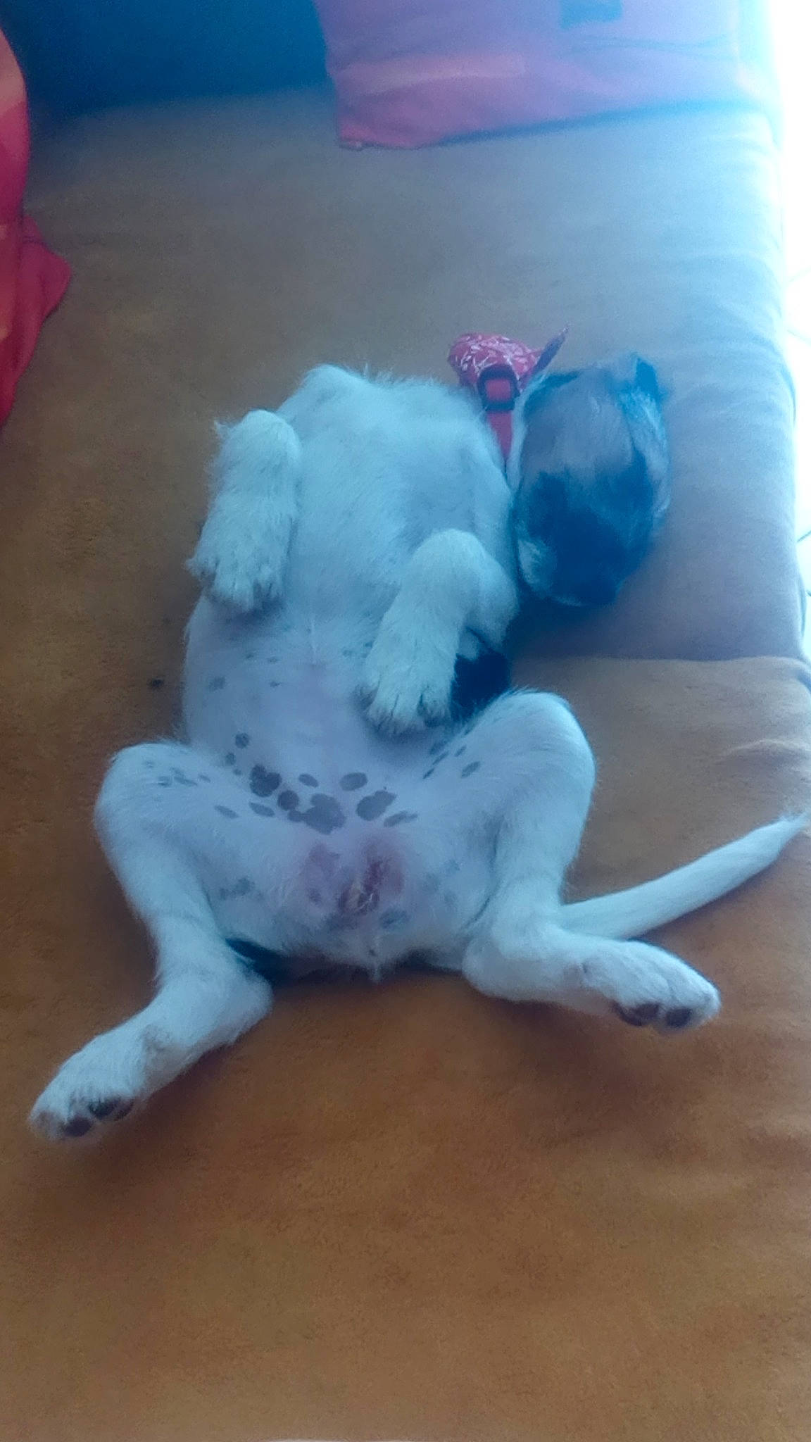 Tisia participe au concours pour gagner de l'argent avec cette photo : canidae, carnivore, comfort, companion_dog, dog, dog_breed, fawn, felidae, flooring, fur, hardwood, human_leg, paw, snout, sporting_group, tail, toy_dog, whiskers, wood, working_animal