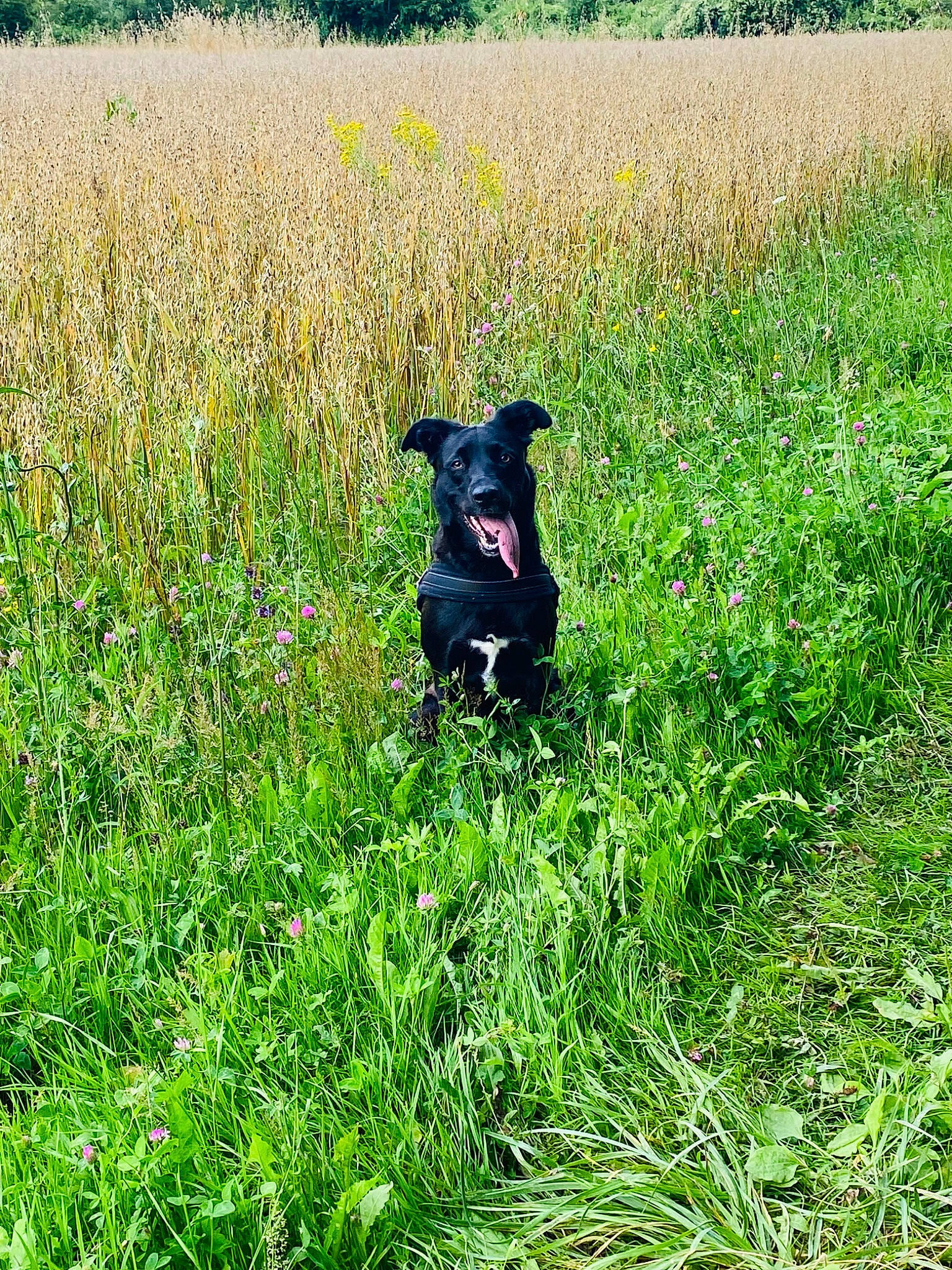 Poupy participe au concours pour gagner de l'argent avec cette photo : agriculture, carnivore, dog, dog_breed, fawn, field, flower, grass, grass_family, grassland, groundcover, herbaceous_plant, meadow, natural_landscape, pasture, people_in_nature, plant, plant_community, prairie, working_animal