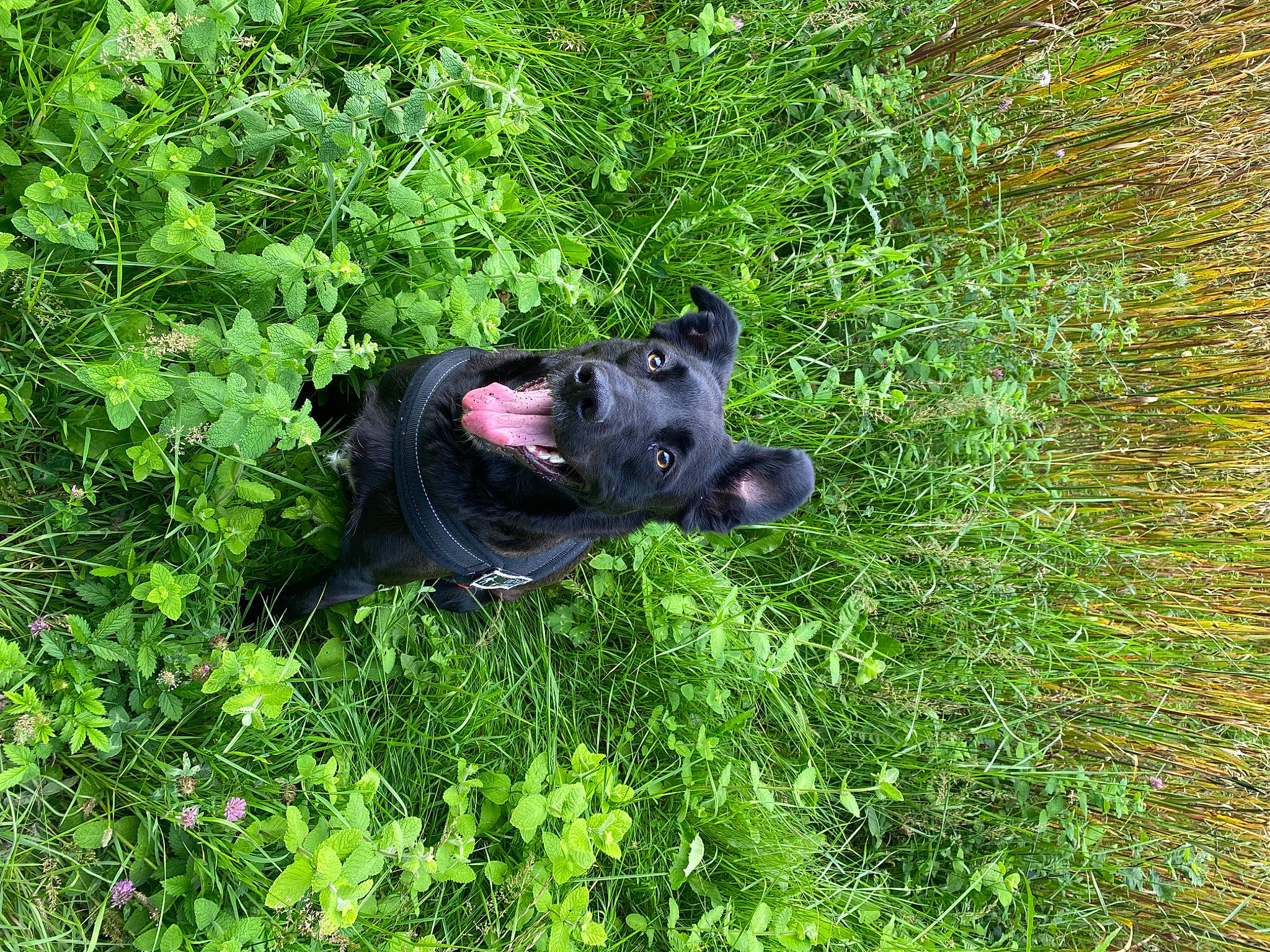 Poupy participe au concours pour gagner de l'argent avec cette photo : borador, canidae, carnivore, companion_dog, dog, dog_breed, flowering_plant, grass, grassland, groundcover, herbaceous_plant, plant, shrub, snout, sporting_group, tail, terrestrial_animal, terrestrial_plant, tree, working_animal