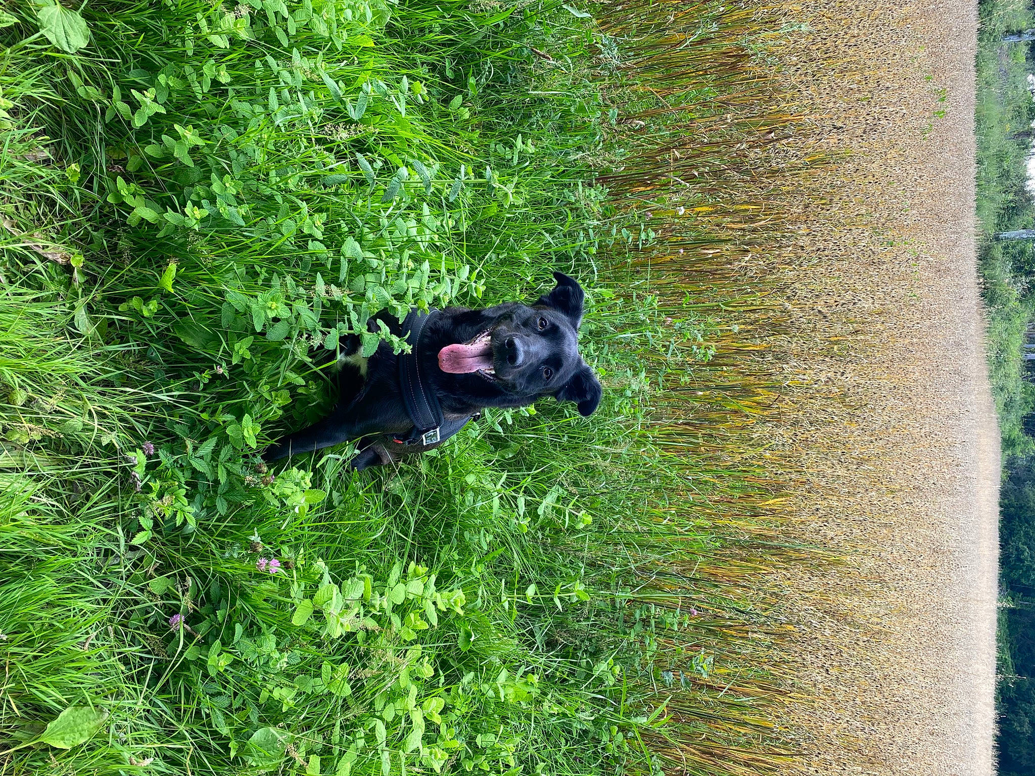 Poupy participe au concours pour gagner de l'argent avec cette photo : canidae, carnivore, companion_dog, dog, dog_breed, grass, grassland, groundcover, guard_dog, herbaceous_plant, herding_dog, lawn, pasture, plant, shrub, sporting_group, tail, terrestrial_animal, tree, working_animal