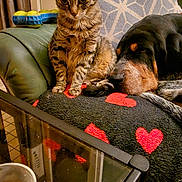 Rockette participe au concours pour gagner de l'argent avec cette photo : cat, dog, tabby_cat, sleeping_dog, couch, blanket, heart_pattern, glass_table, ashtray, cigarettes, window, armchair, indoor, pet, furniture, resting, curious, cozy, animal, living_room