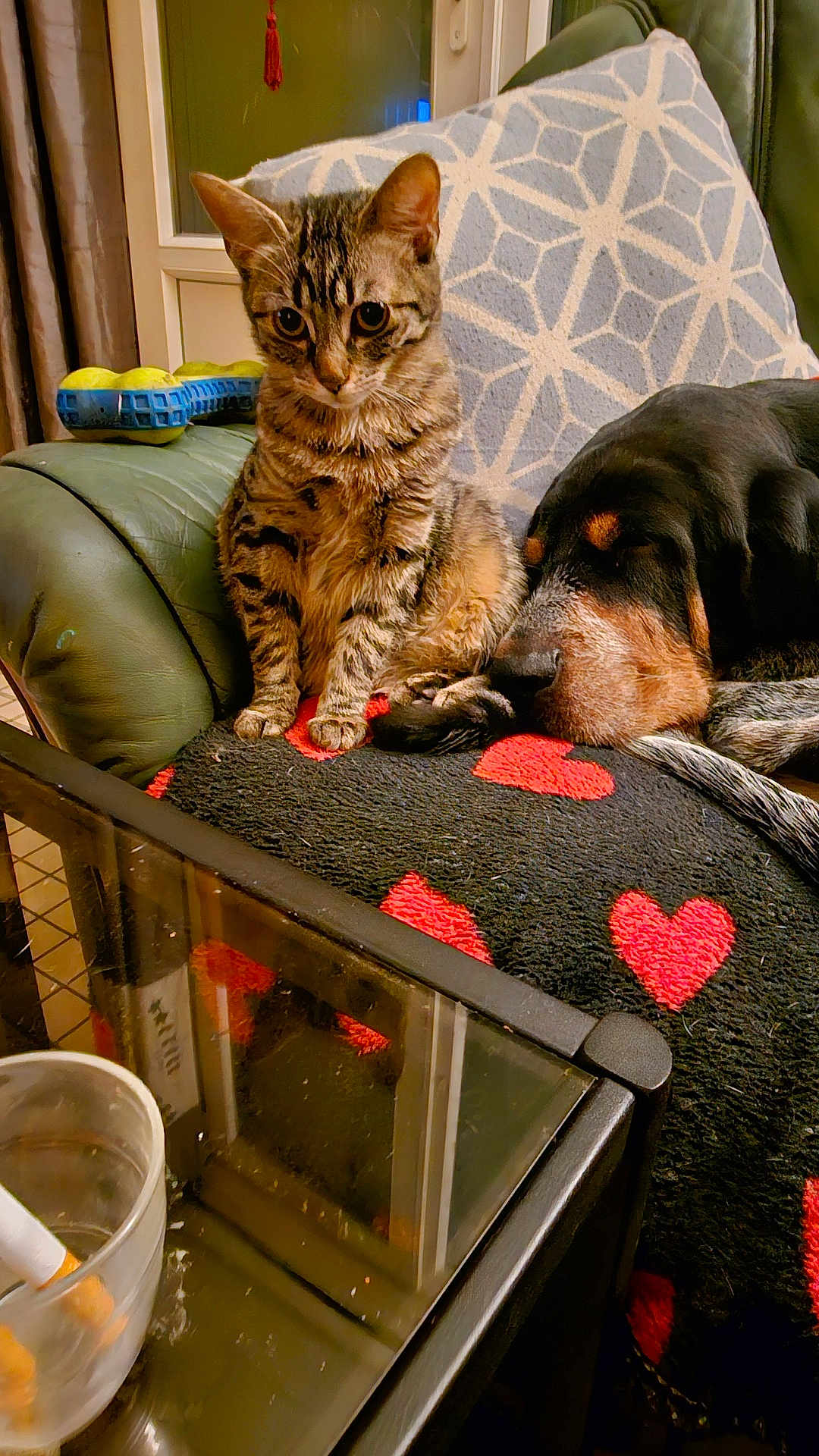 Rockette participe au concours pour gagner de l'argent avec cette photo : cat, dog, tabby_cat, sleeping_dog, couch, blanket, heart_pattern, glass_table, ashtray, cigarettes, window, armchair, indoor, pet, furniture, resting, curious, cozy, animal, living_room