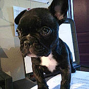 Ibra a rejoint le concours — aidez-le/la à gagner de superbes lots !