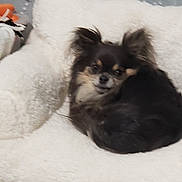 Taz participe au concours pour gagner de l'argent avec cette photo : dog, small_dog, fluffy, black_dog, white_cushion, cozy, indoor, pet, ears, curled_up, looking_at_camera, home, furniture, patterned_wall, resting, cute, animal, companion, relaxed, soft_texture