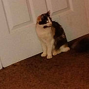 Bella Moore joined the competition — help win amazing prizes! animal, brown, calico, carpet, cat, companion, curious, domestic, door, feline, fur, home, indoor, looking, pet, quiet, side_view, sitting, still_life, white
