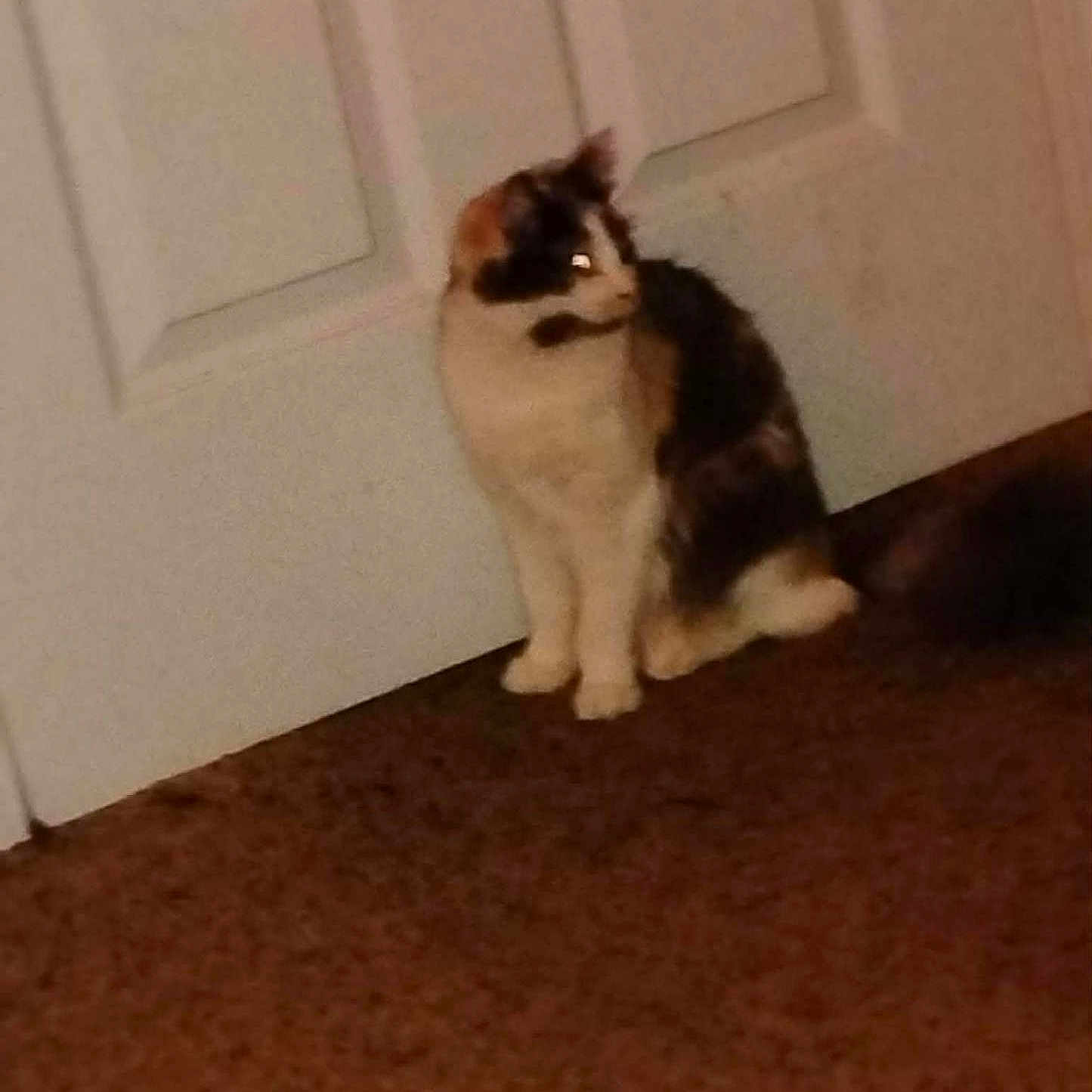 Bella Moore joined the competition — help win amazing prizes! animal, brown, calico, carpet, cat, companion, curious, domestic, door, feline, fur, home, indoor, looking, pet, quiet, side_view, sitting, still_life, white