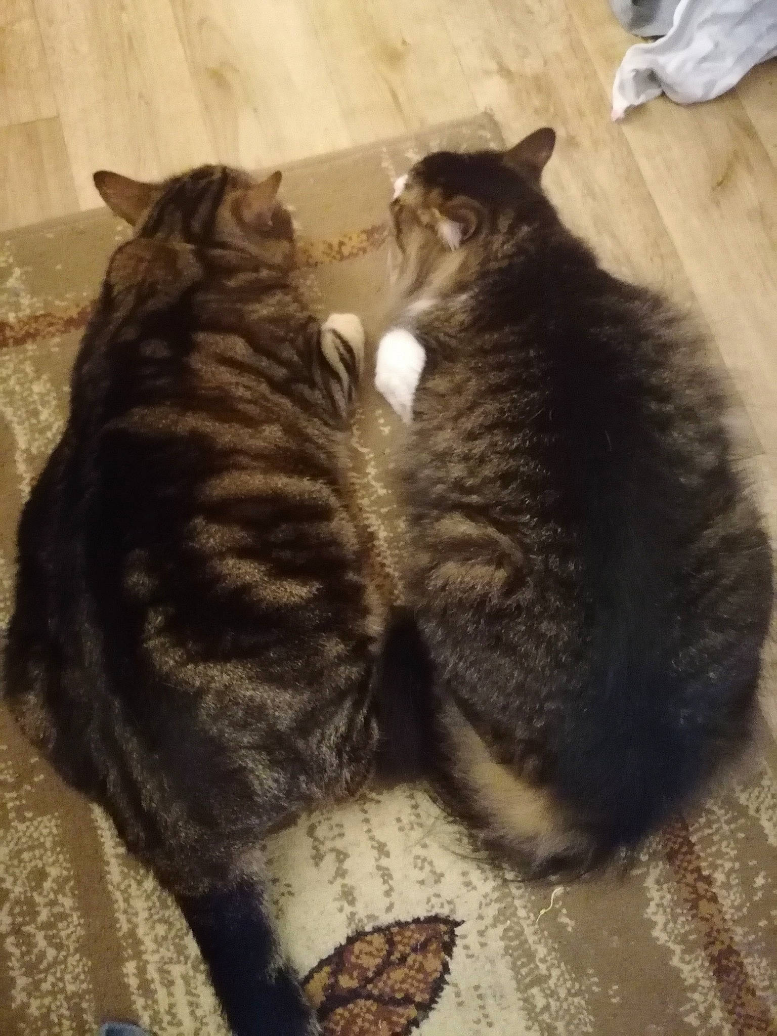 Hiro a rejoint le concours — aidez-le/la à gagner de superbes lots ! carnivore, cat, claw, comfort, domestic_short_haired_cat, felidae, fur, grey, human_leg, nap, paw, sleep, small_to_medium_sized_cats, snout, tail, whiskers, wood