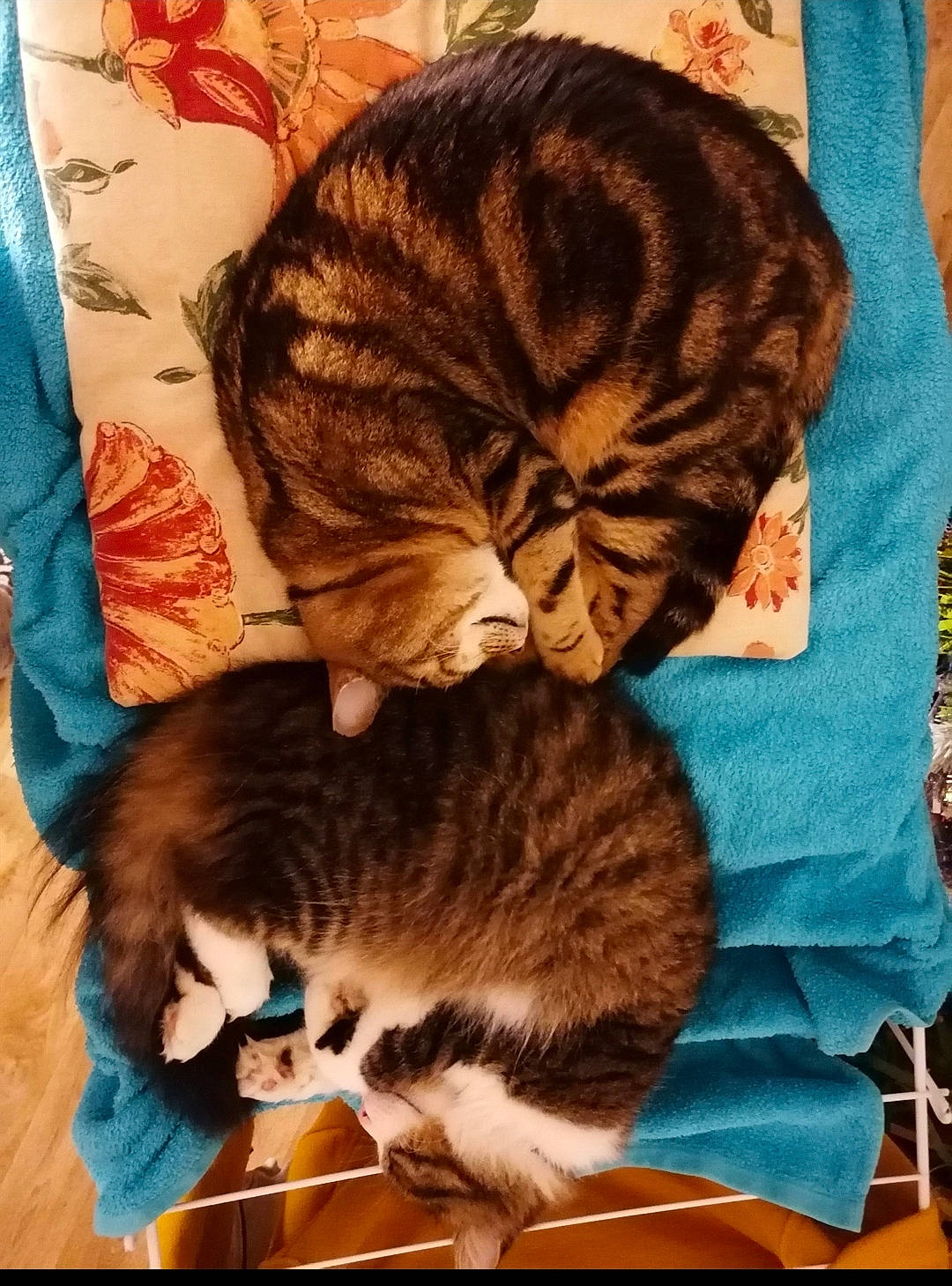 Hiro a rejoint le concours — aidez-le/la à gagner de superbes lots ! carnivore, cat, claw, cloud, comfort, domestic_short_haired_cat, fawn, felidae, fur, mammal, mountain, nap, paw, small_to_medium_sized_cats, tail, textile, tree, vertebrate, whiskers, wood