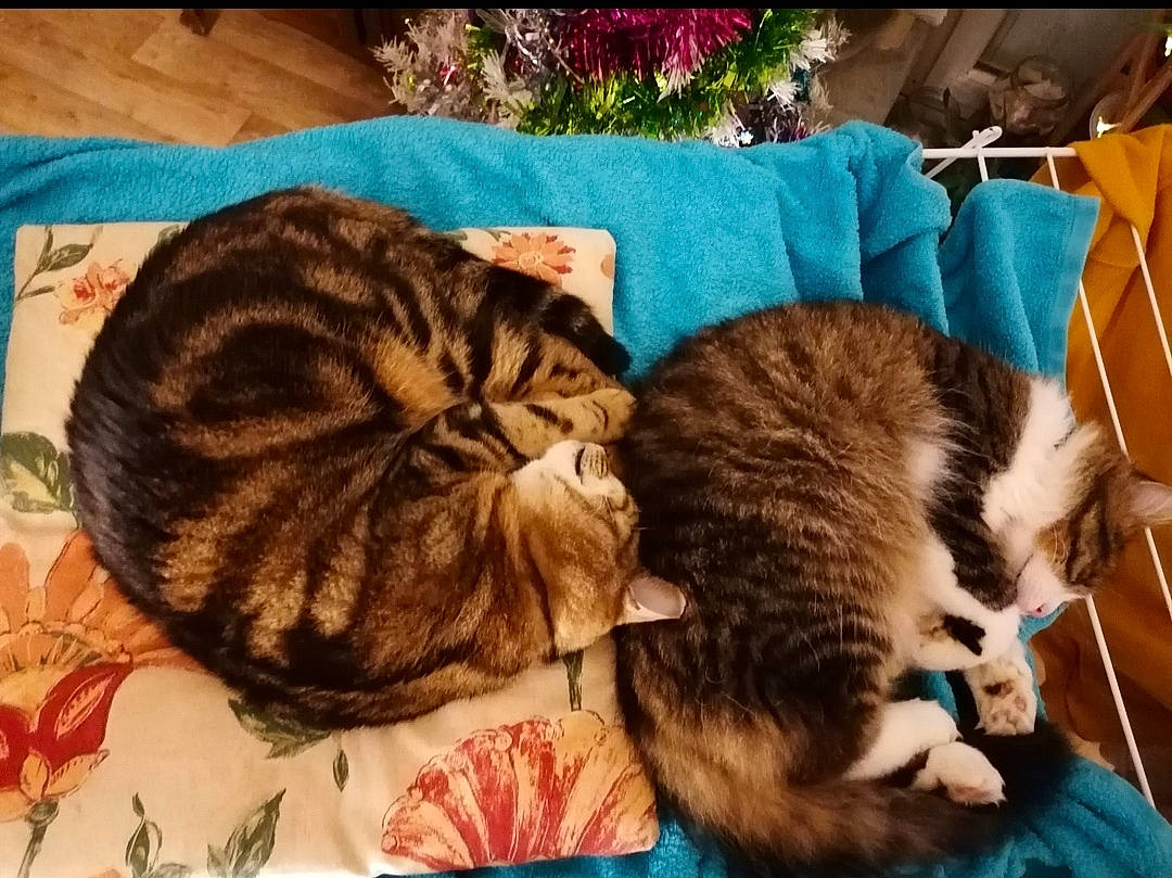 Hiro a rejoint le concours — aidez-le/la à gagner de superbes lots ! carnivore, cat, cat_bed, cloud, comfort, domestic_short_haired_cat, fawn, felidae, fur, linens, mammal, nap, paw, sleep, small_to_medium_sized_cats, tail, textile, vertebrate, whiskers, wood