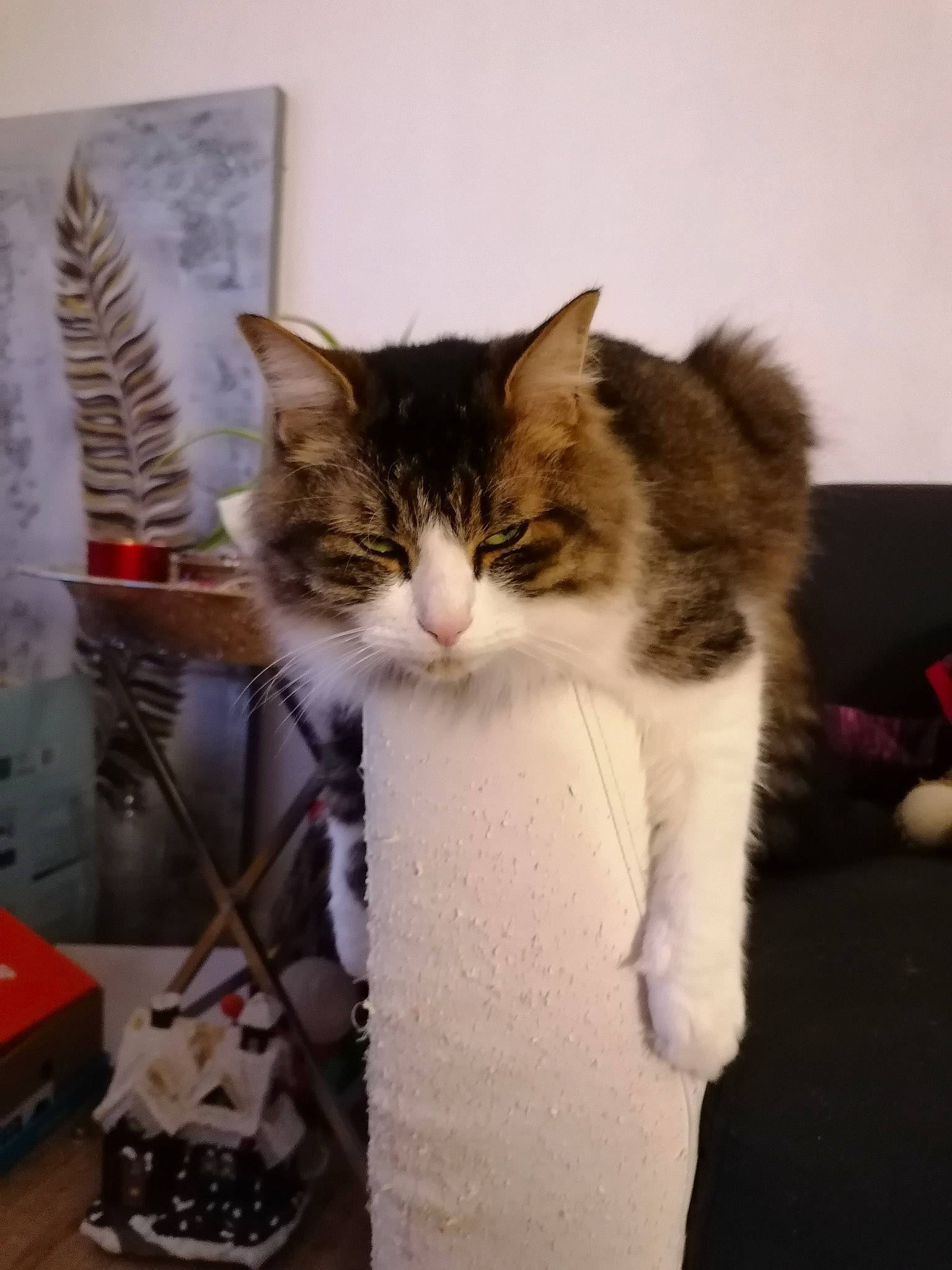 Mimi Boule De Poils participe au concours pour gagner de l'argent avec cette photo : box, cardboard, carnivore, cat, domestic_short_haired_cat, felidae, fur, paw, plant, sitting, small_to_medium_sized_cats, tail, tree, whiskers, wood